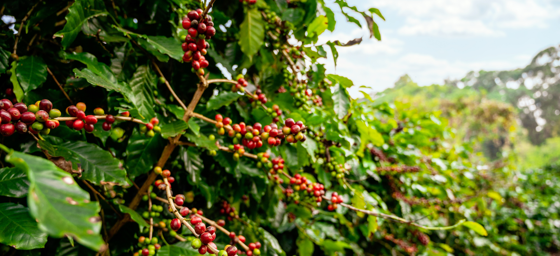 Coffee Farms in Costa Rica are back on the Radar