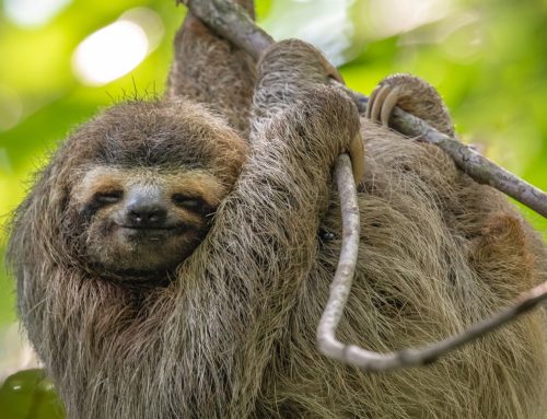 Costa Rica Is Now One of the World’s Happiest Countries to Live